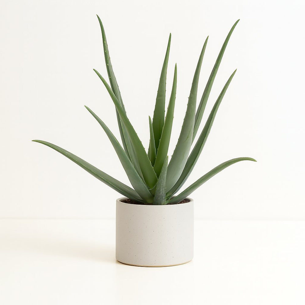 Aloe Vera - 70cm im Ø19cm Topf in einem modernen Studio