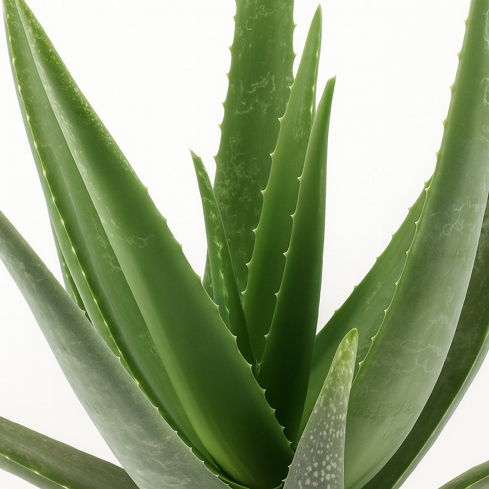 Aloe Vera - 70cm, Nahaufnahme der ausgewachsenen Blattrosette