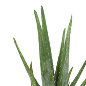 Aloe Vera - 35cm, Nahaufnahme der sukkulenten gezähnten Blätter