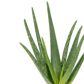 Aloe Vera 40cm im 12cm Topf Nahaufnahme