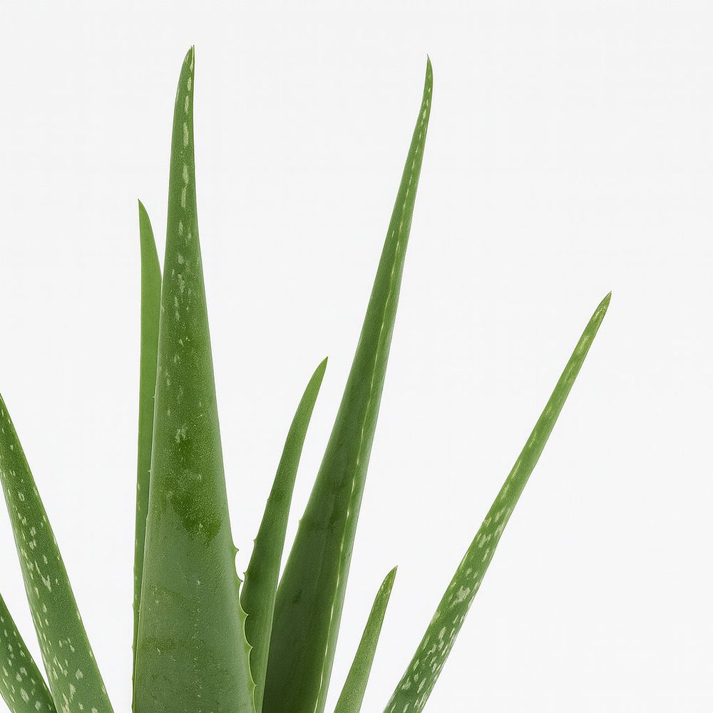 Aloe Vera - 45cm, Nahaufnahme der fleischigen grünen Blätter