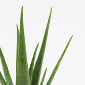 Aloe Vera - 45cm, Nahaufnahme der fleischigen grünen Blätter