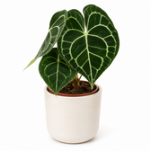 Anthurium Clarinervium - Ø12cm - 30cm
