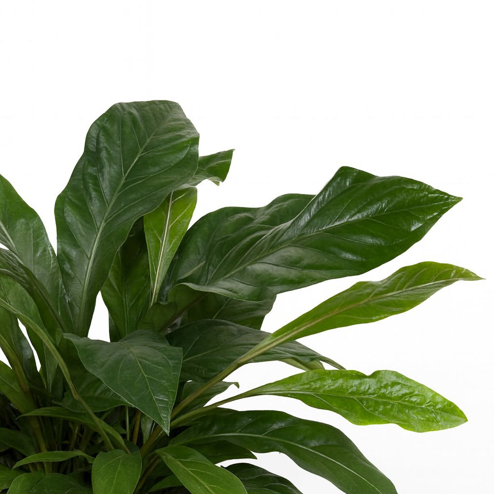Anthurium Jungle Bush 70cm im 30cm Topf Nahaufnahme