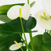 Anthurium White