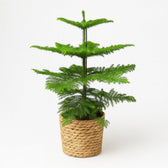 Araucaria Heterophylla 70cm im 21cm Topf