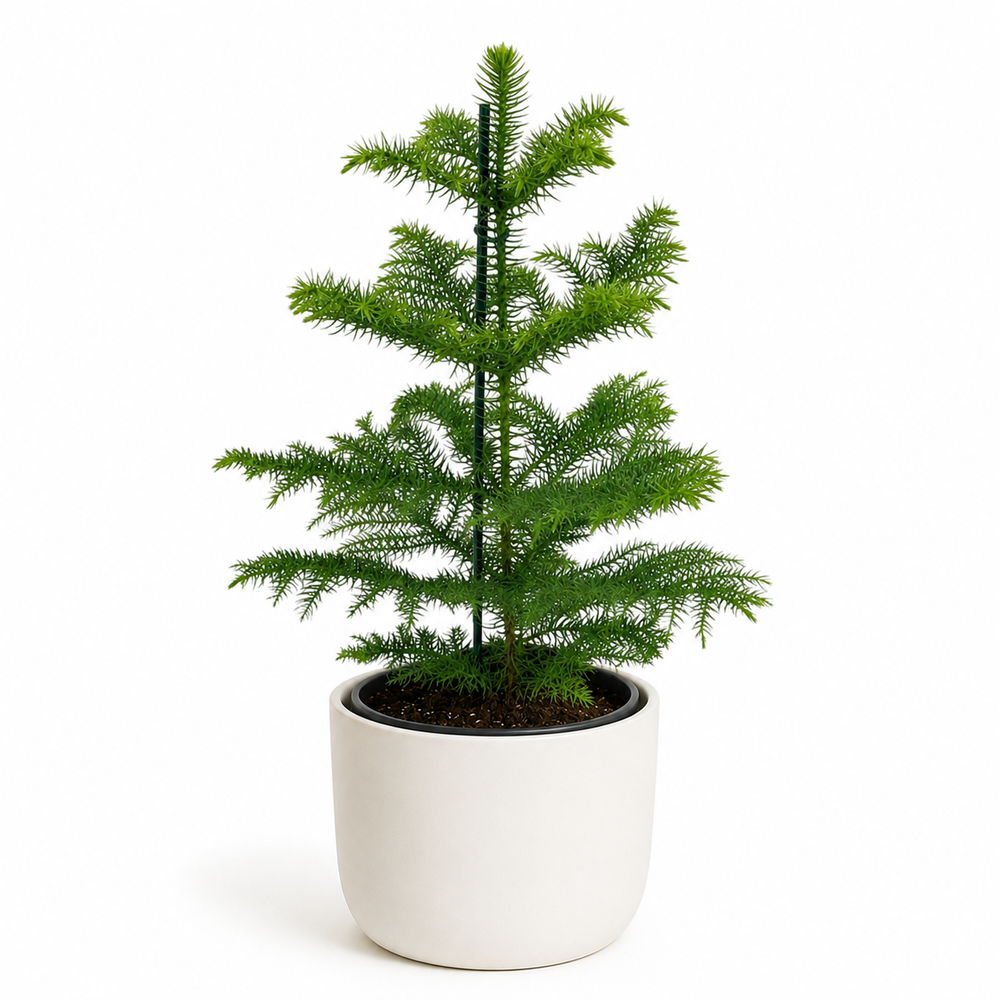Araucaria Heterophylla - Ø14cm - ↕40cm