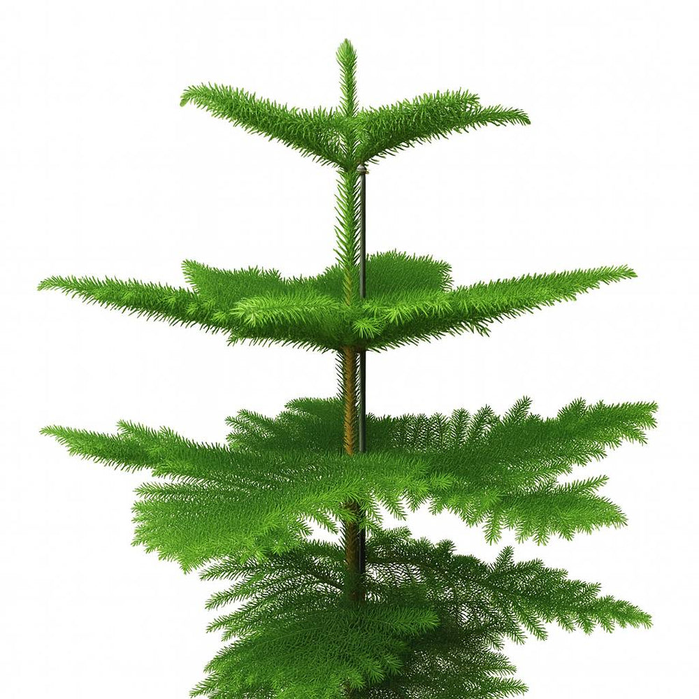Araucaria Heterophylla 70cm im 21cm Topf Nahaufnahme