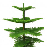 Araucaria Heterophylla 70cm im 21cm Topf Nahaufnahme