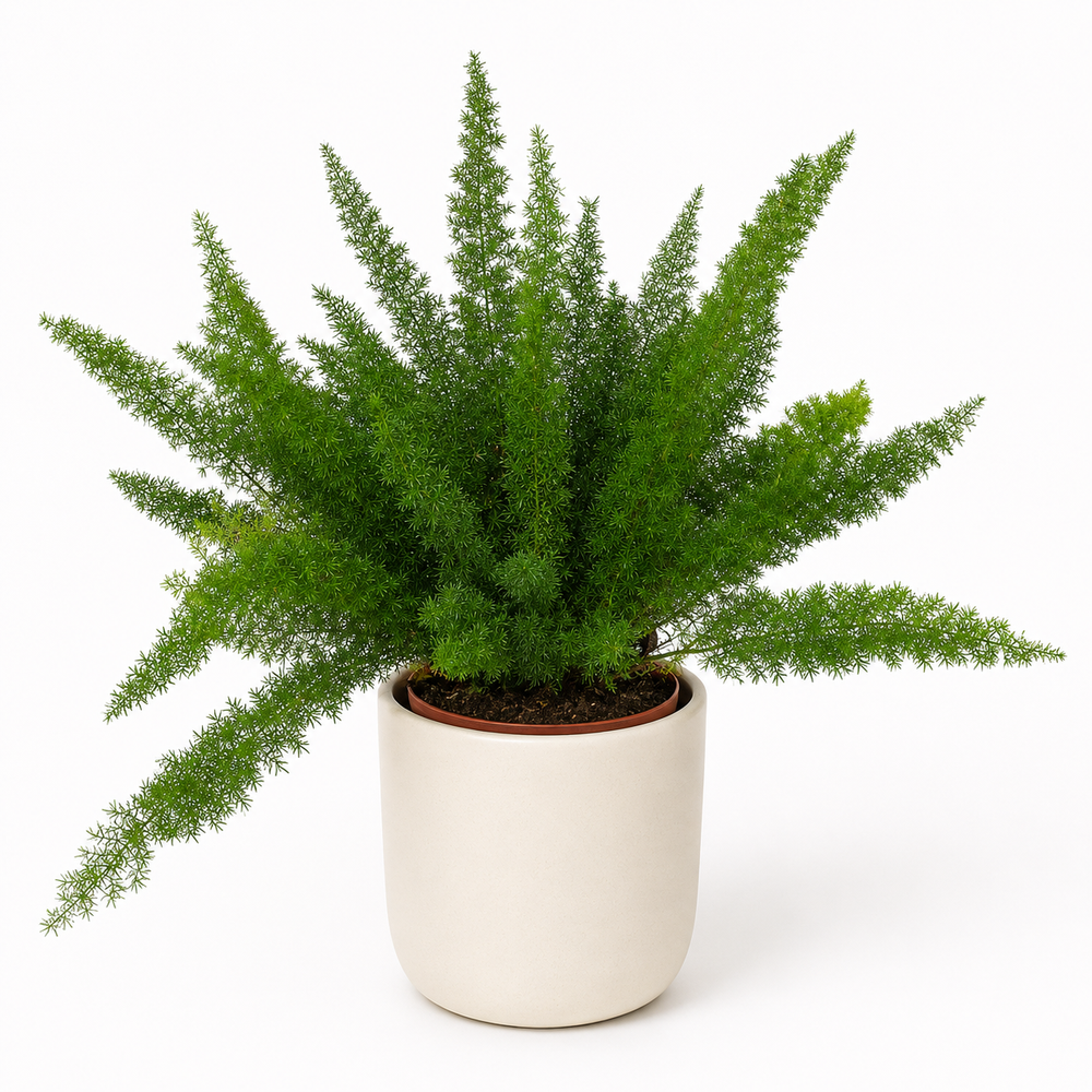 Asparagus Densiflorus Meyeri 60cm im 27cm Topf
