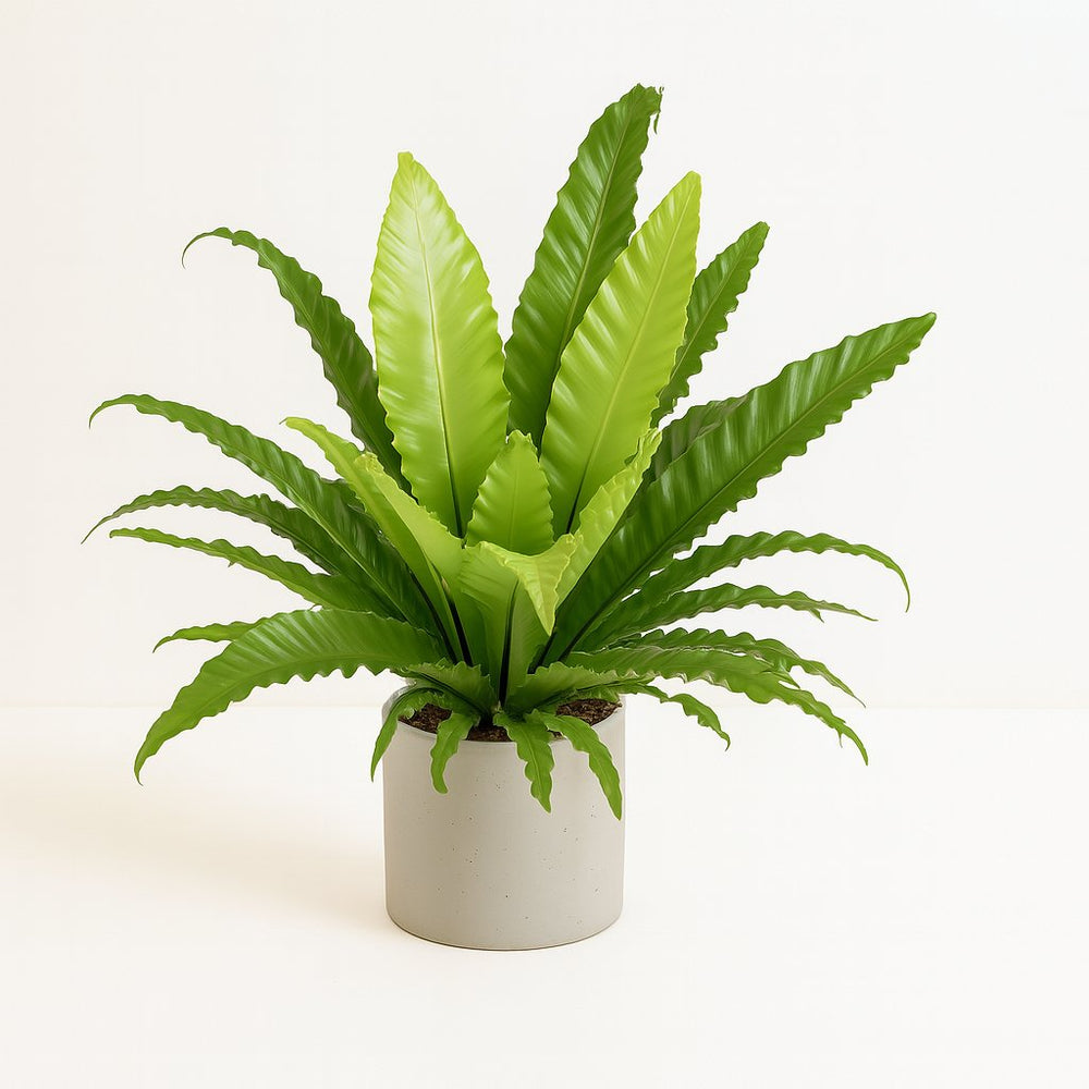 Asplenium Antiquum Osaka - 60cm im Ø23cm Topf in einem modernen Studio