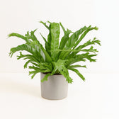 Asplenium Nidus Crissie - 40cm im Ø17cm Topf in einem modernen Studio