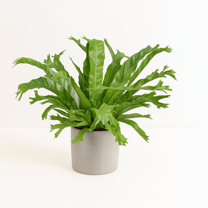Asplenium Nidus Crissie Detail