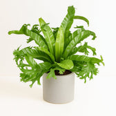 Asplenium Nidus Crissie - 55cm im Ø23cm Topf in einem modernen Studio