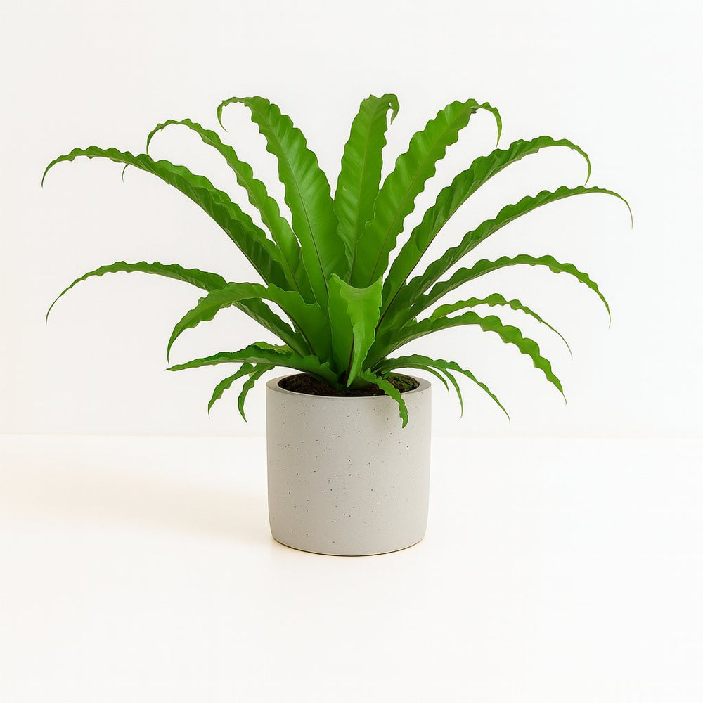 Asplenium Antiquum Osaka - 40cm im Ø17cm Topf in einem modernen Studio