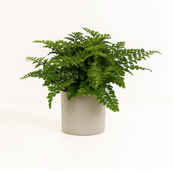 Asplenium Parvati - 25cm im Ø12cm Topf in einem modernen Studio