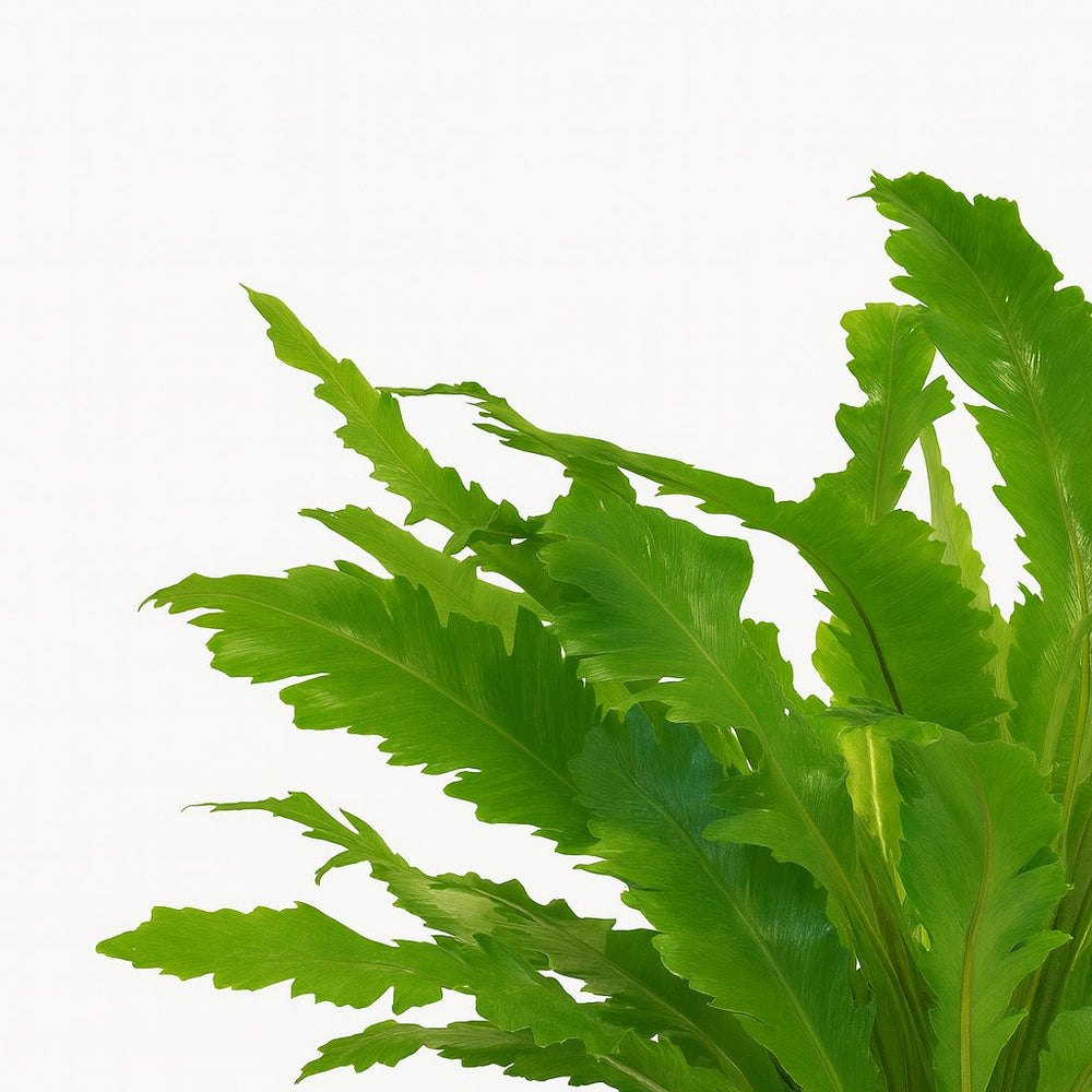 Asplenium Campio