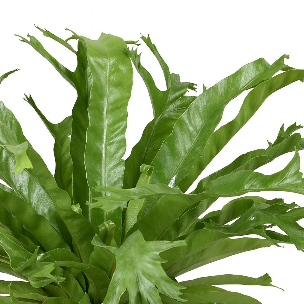 Asplenium Nidus Crissie - 40cm, Nahaufnahme der gekräuselten Blattenden