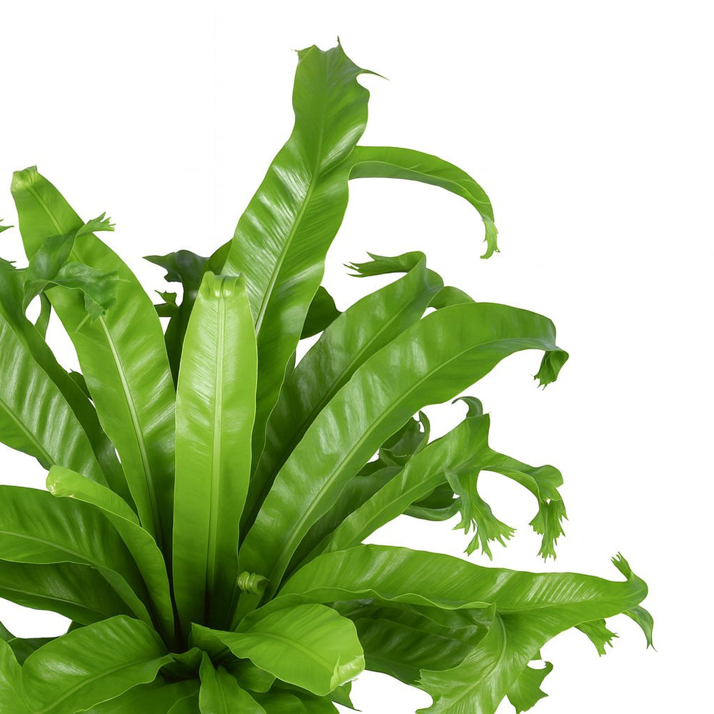 Asplenium Nidus Crissie - 55cm, Nahaufnahme der charakteristisch gekräuselten Blätter