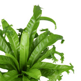 Asplenium Nidus Crissie - 55cm, Nahaufnahme der charakteristisch gekräuselten Blätter