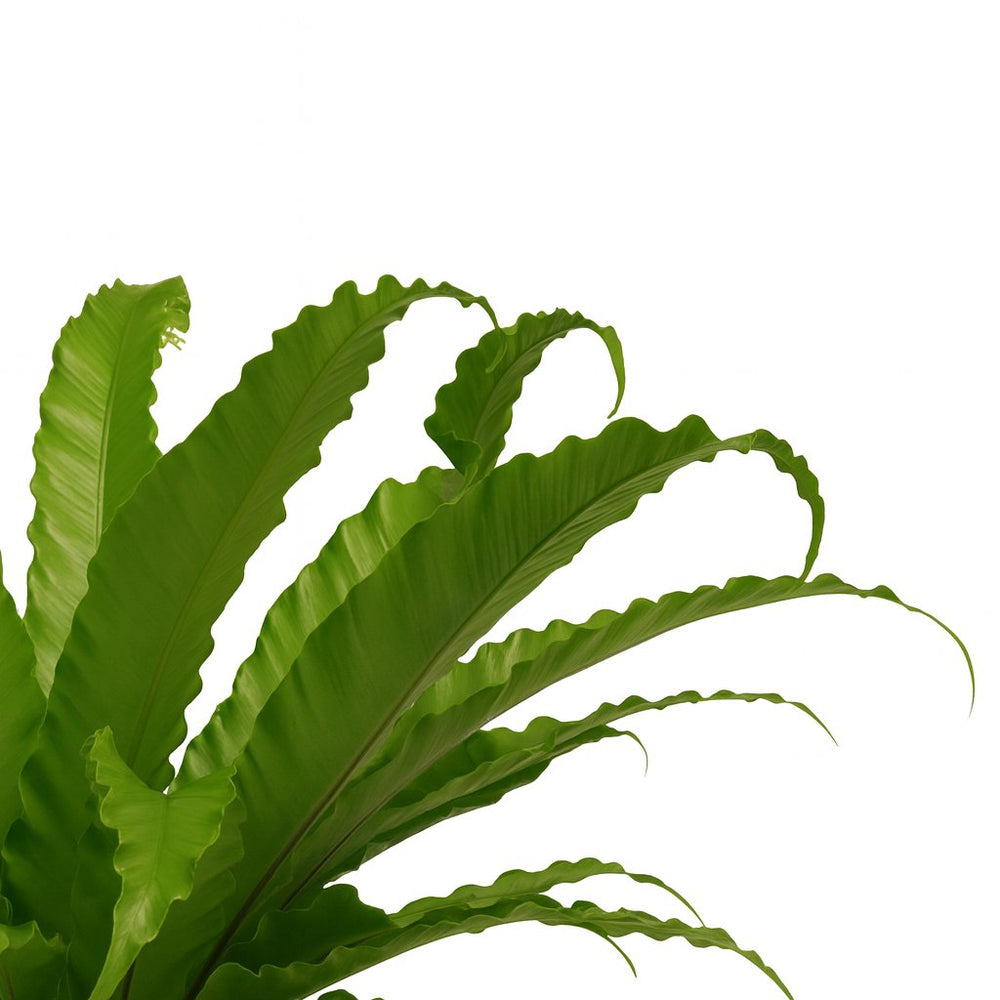 Asplenium Antiquum Osaka - 40cm, Nahaufnahme der gewellten Blätter