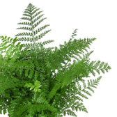 Asplenium Parvati - 55cm, Nahaufnahme der eleganten Farnstruktur