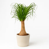Beaucarnea Nolina 60cm im 19cm Topf