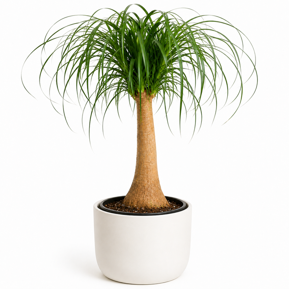 Beaucarnea Nolina - Ø23cm - ↕80cm