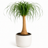 Beaucarnea Nolina - Ø23cm - ↕80cm