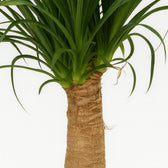 Beaucarnea Nolina 60cm im 19cm Topf Nahaufnahme
