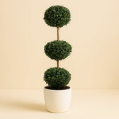 Buxus Semp. Trio-Ball 110cm im 27cm Topf