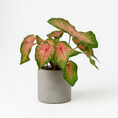 Caladium Roze - 25cm in einem modernen Studio mit modernem Topf