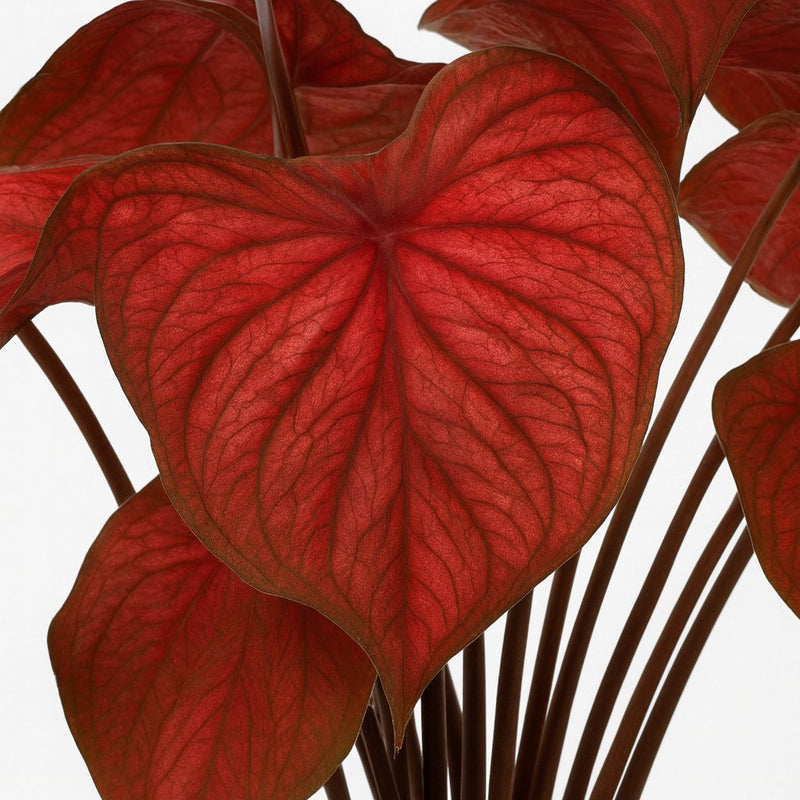 Caladium Rood Detail
