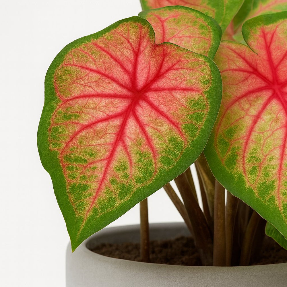 Caladium Roze