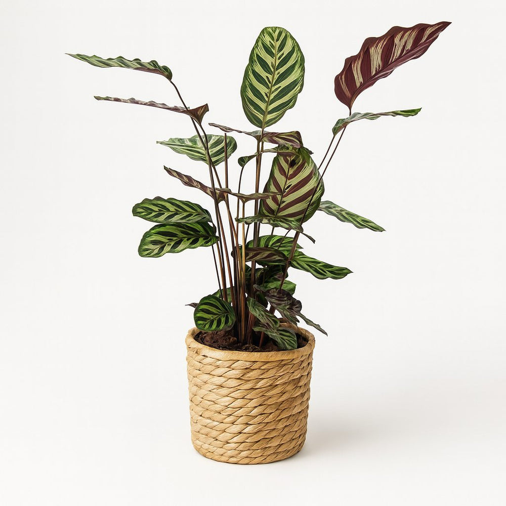 Calathea Makoyana 70cm im 21cm Topf in einem modernen Studio mit modernem Topf