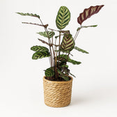 Calathea Makoyana 70cm im 21cm Topf in einem modernen Studio mit modernem Topf