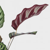 Calathea Makoyana 70cm Nahaufnahme
