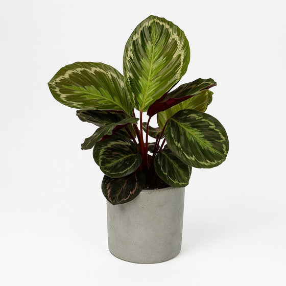 Calathea Medallion