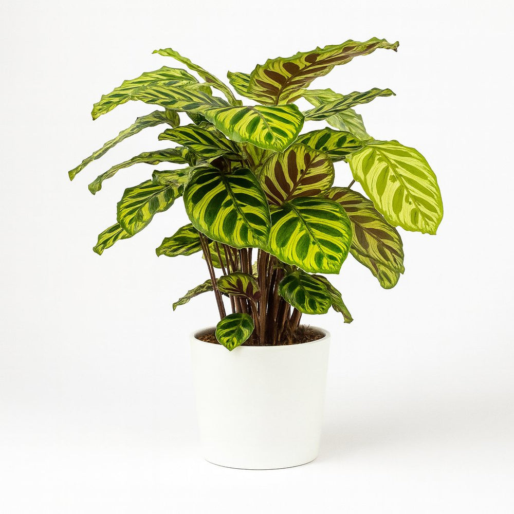 Calathea Makoyana 55cm im 17cm Topf in einem modernen Studio mit modernem Topf