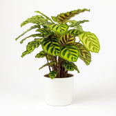 Calathea Makoyana 55cm im 17cm Topf in einem modernen Studio mit modernem Topf
