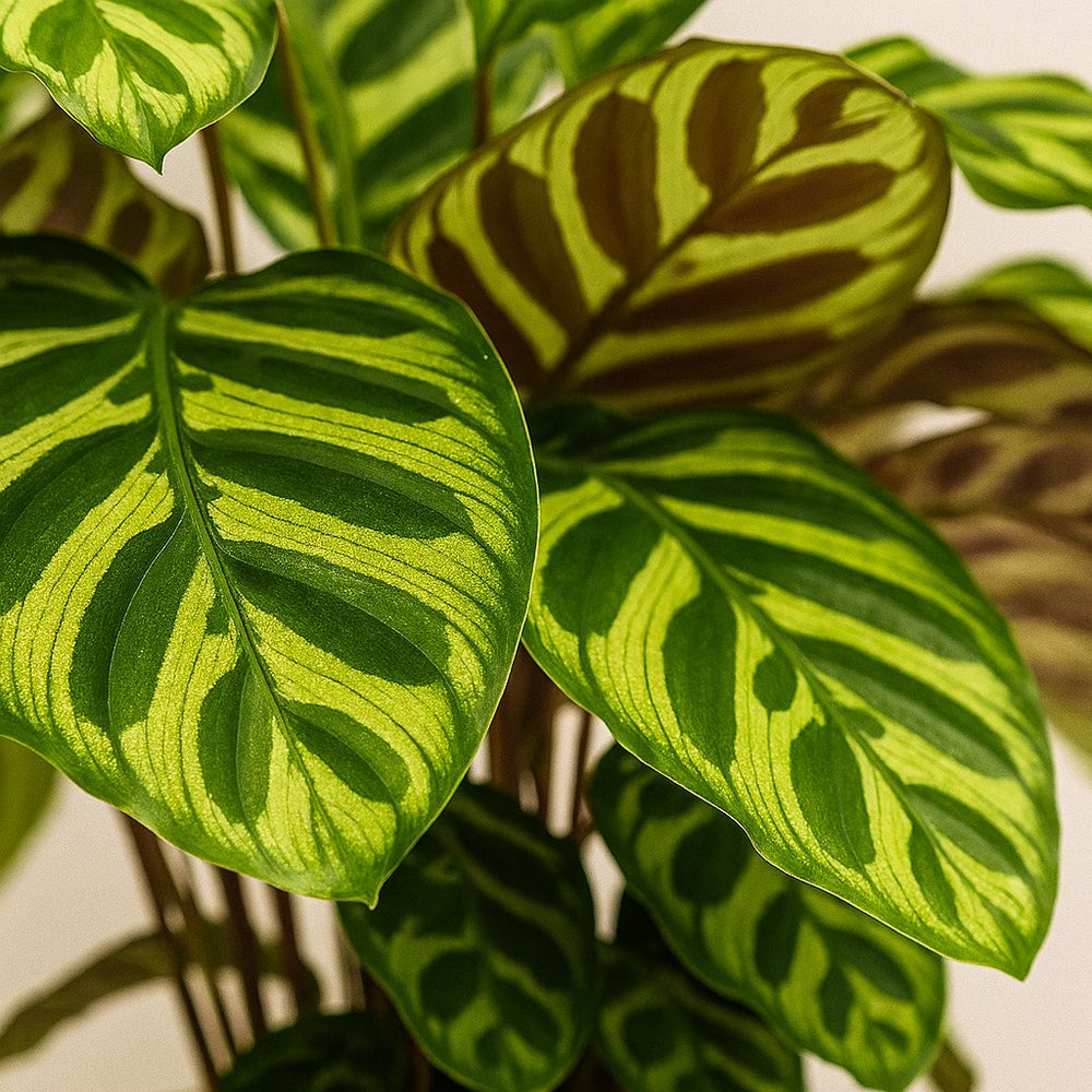Calathea Makoyana 55cm Nahaufnahme