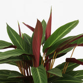 Calathea Stripestar Living