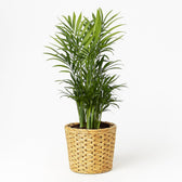 Chamaedorea Elegans 40cm im 12cm Topf