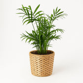 Chamaedorea Elegans 40cm im 17cm Topf