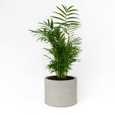 Chamaedorea Elegans 50cm im 17cm Topf