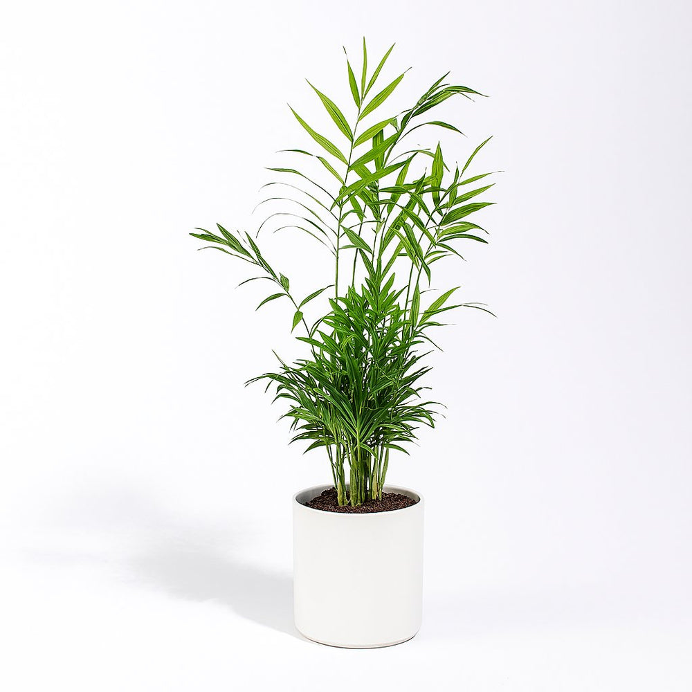 Chamaedorea Elegans 55cm im 17cm Topf