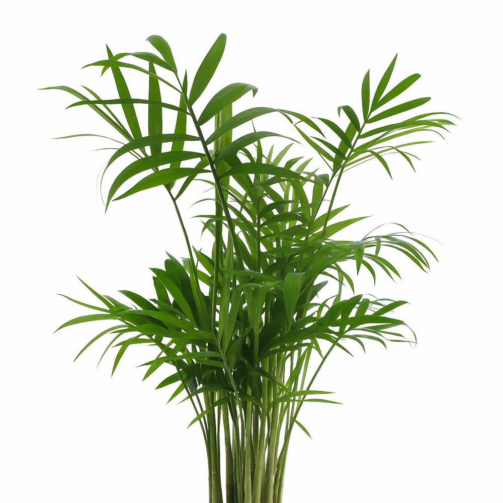 Chamaedorea Elegans 40cm im 17cm Topf Nahaufnahme
