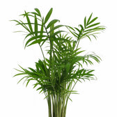 Chamaedorea Elegans 40cm im 17cm Topf Nahaufnahme