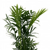 Chamaedorea Elegans 40cm im 12cm Topf Nahaufnahme