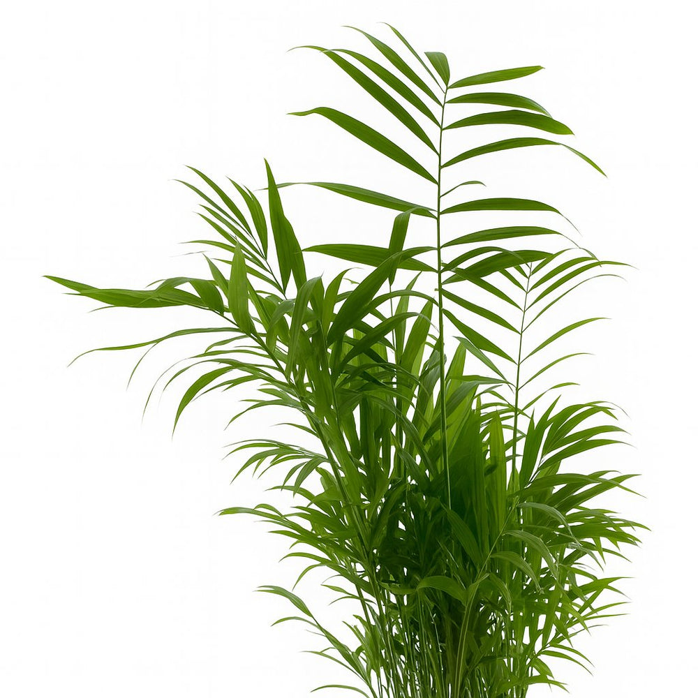 Chamaedorea Elegans 50cm Nahaufnahme
